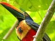 Manuel Antonio Park Tour and it's Amazing Wildlife