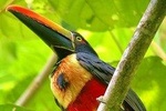 Manuel Antonio Park Tour and it's Amazing Wildlife