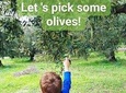 Olive oil tasting & light lunch in Messinia, Greece!