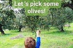Olive oil tasting & light lunch in Messinia, Greece!