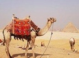 Guided Half-Day Trip to Giza Pyramids with Camel-Riding