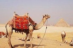 Guided Half-Day Trip to Giza Pyramids with Camel-Riding