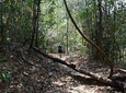 Half Day Doi Suthep Temple and short trekking on monk trail (Private Tour)