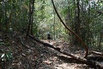 Half Day Doi Suthep Temple and short trekking on monk trail (Private Tour)