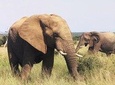 Economic 1-Day Kruger Safari from Maputo