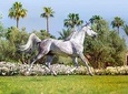 Horse ride for half day in Marrakesch's palmeraie