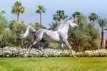 Horse ride for half day in Marrakesch's palmeraie