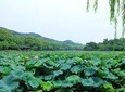 Shanghai to Hangzhou Bullet Train Ticket with Hongqiao Station Transfer