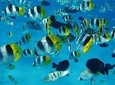 Tahiti wrecks and tropical fishes snorkeling at 1:00pm