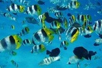 Tahiti wrecks and tropical fishes snorkeling at 1:00pm