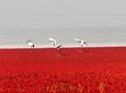 All-Inclusive Private Day Tour to Red Beach in Panjin City from Shenyang