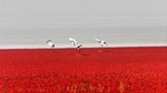 All-Inclusive Private Day Tour to Red Beach in Panjin City from Shenyang