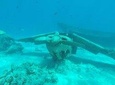 Tahiti wrecks and tropical fishes snorkeling at 3:30pm
