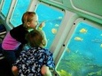 Catalina Island Day Trip from Los Angeles with Undersea Adventure
