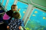 Catalina Island Day Trip from Los Angeles with Undersea Adventure