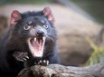 Port Arthur and Tassie Devils Active Day Tour from Hobart