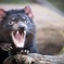 Port Arthur and Tassie Devils Active Day Tour from Hobart