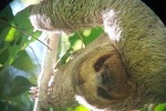  Arenal Volcano Hike,Hanging Bridges,La Fortuna Waterfall and Free Hot Springs
