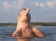 3 days Amazon Jungle tour with Pink Dolphin watch from Iquitos