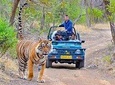 Ranthambore Wildlife Safari Tour From New Delhi
