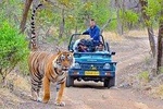 Ranthambore Wildlife Safari Tour From New Delhi