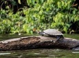 3 days 2 nights – Peruvian Tambopata Jungle
