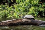 3 days 2 nights – Peruvian Tambopata Jungle