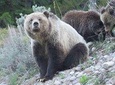PRIVATE Grand Teton National Park Full-Day Tour