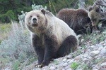 PRIVATE Grand Teton National Park Full-Day Tour