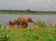 Udawalawe National Park Private Safari Tour - Customize tour