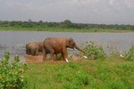 Udawalawe National Park Private Safari Tour - Customize tour