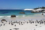 Cape Peninsula Day Tour