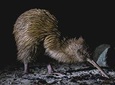 Stewart Island Wild Kiwi Encounter