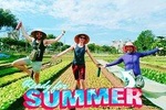 Da Nang Home Cooking and Private Car to My Son Full Day tour 