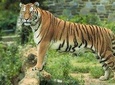 8 Days Golden Triangle Tour With Ranthambore Tiger Safari