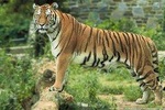 8 Days Golden Triangle Tour With Ranthambore Tiger Safari