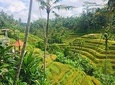 Bali Ubud Tour