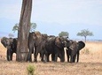 4 DAYS TO SERENGETI NATIONAL PARK, TARANGIRE AND NGORONGORO CRATER FROM ARUSHA 