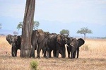 4 DAYS TO SERENGETI NATIONAL PARK, TARANGIRE AND NGORONGORO CRATER FROM ARUSHA 
