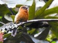 Mindo Cloud Forest Birdwatching and photo private tour
