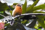 Mindo Cloud Forest Birdwatching and photo private tour