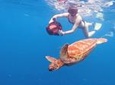 Turtle Sea Scooter Safari