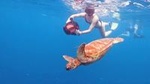 Turtle Sea Scooter Safari