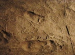 Visit Laetoli Footprints (Site G), Tanzania