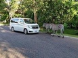 Victoria Falls Airport Transfer