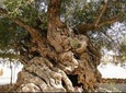 Wine & Olive Oil tasting one day private tour in Crete