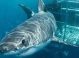 Cape Town 3-Day Attraction Tours: Shark Diving & Cape Peninsula & Wine Tasting