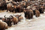 5 days joined group Serengeti,Ngorongoro,Lake Manyara, Tarangire