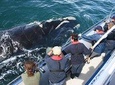 South Africa, Cape Town, Private Whale Watching Tour Combo On The Boat