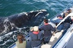 South Africa, Cape Town, Private Whale Watching Tour Combo On The Boat
